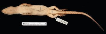 Media type: image;   Herpetology R-44167